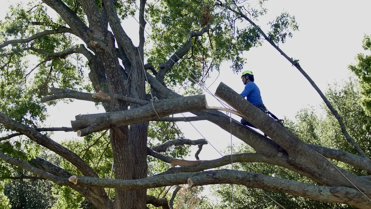Professional Crown Thinning performed by certified arborists in Toeterville