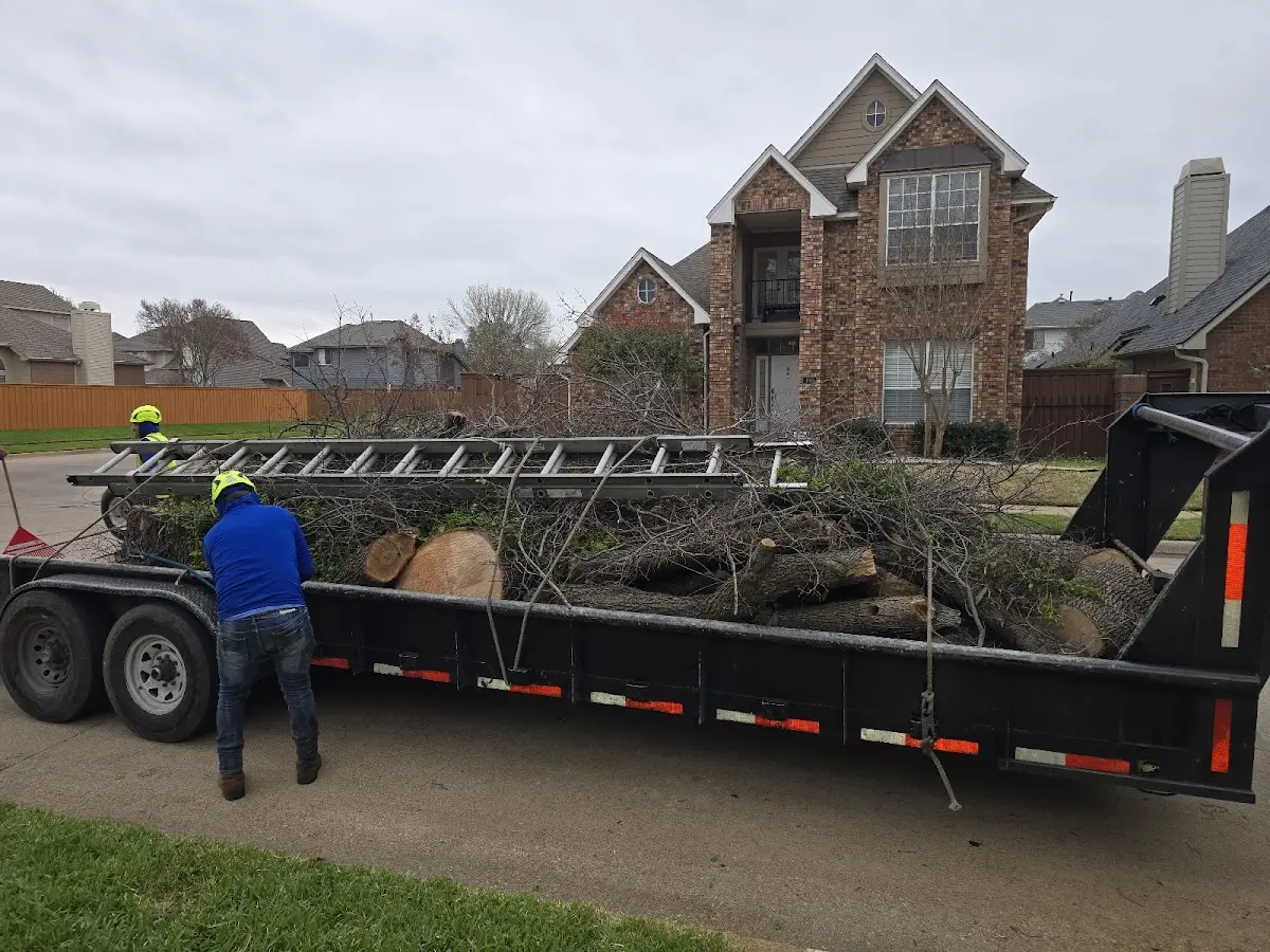 Expert Tree Pest Control with proper safety equipment in Toeterville